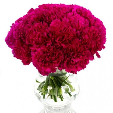 Magenta Carnations for Home or Office